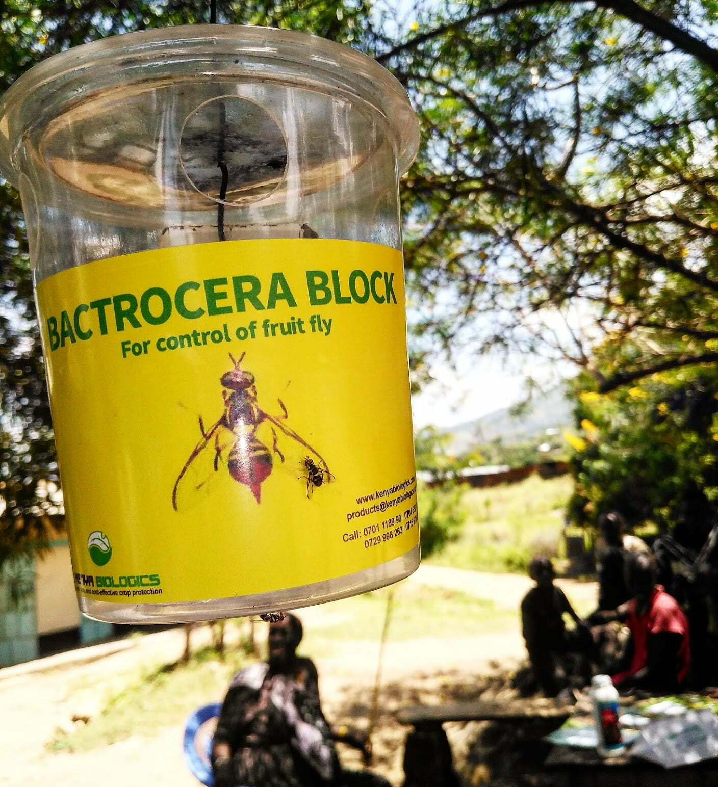 Bactrocera-Block (tin + attractant/hormone) - Image 2