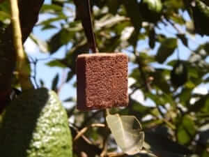 Bactrocera-Block (tin + attractant/hormone) - Image 3