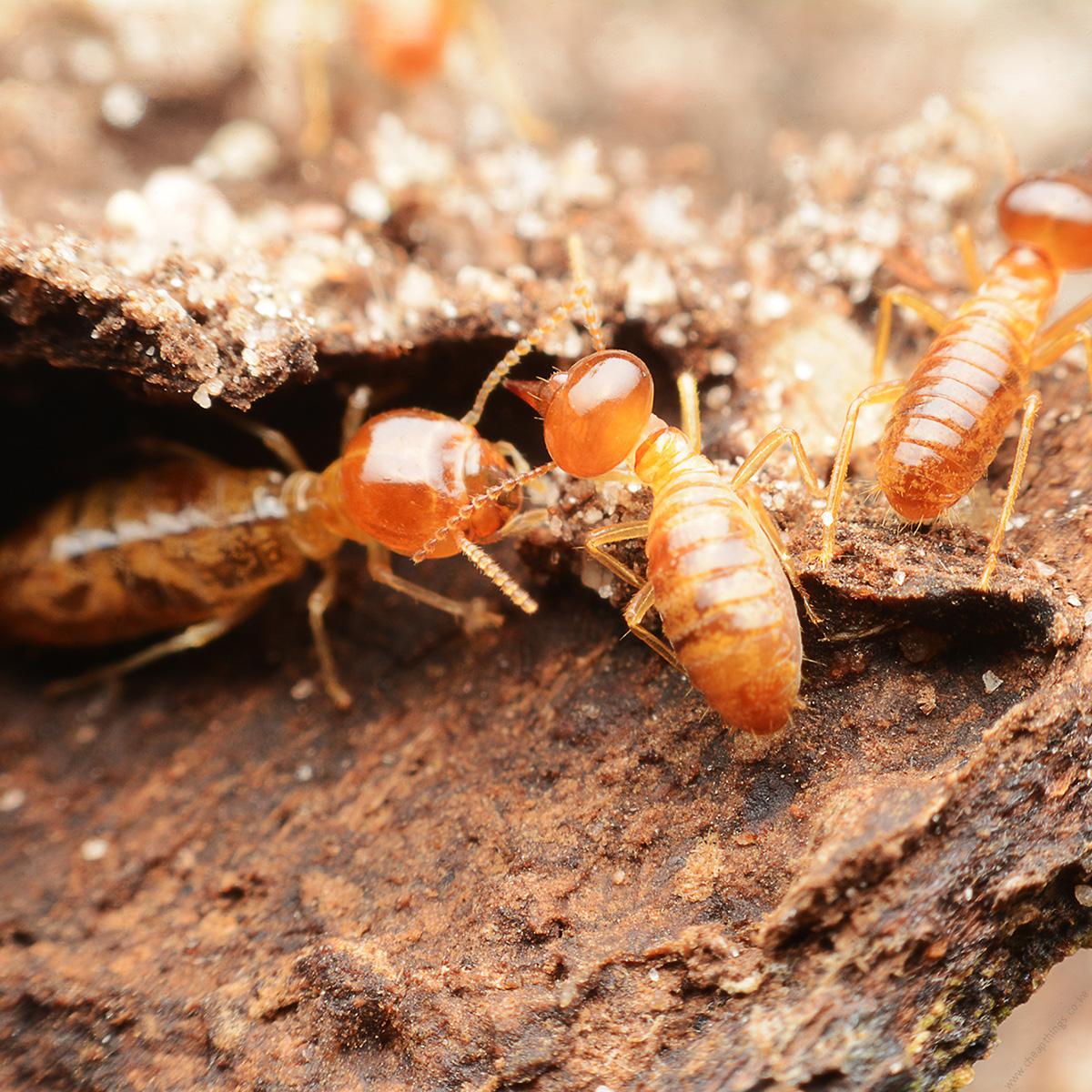 Premise 200 SC for Termites & Ants