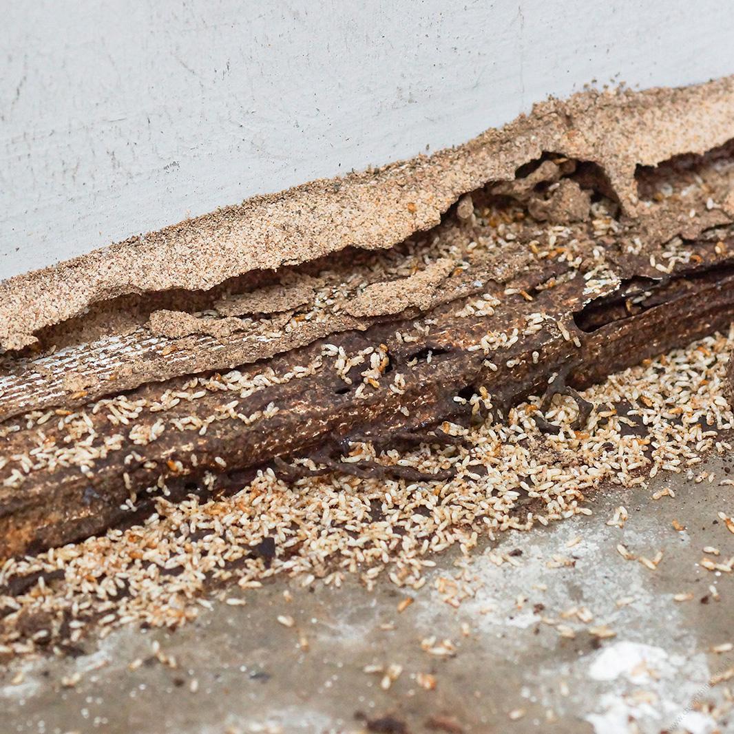 Premise 200 SC for Termites & Ants