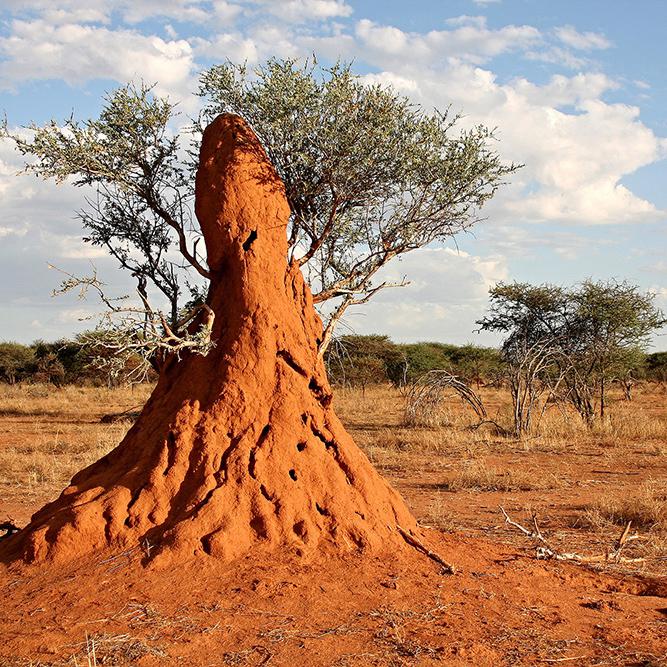 Premise 200 SC for Termites & Ants