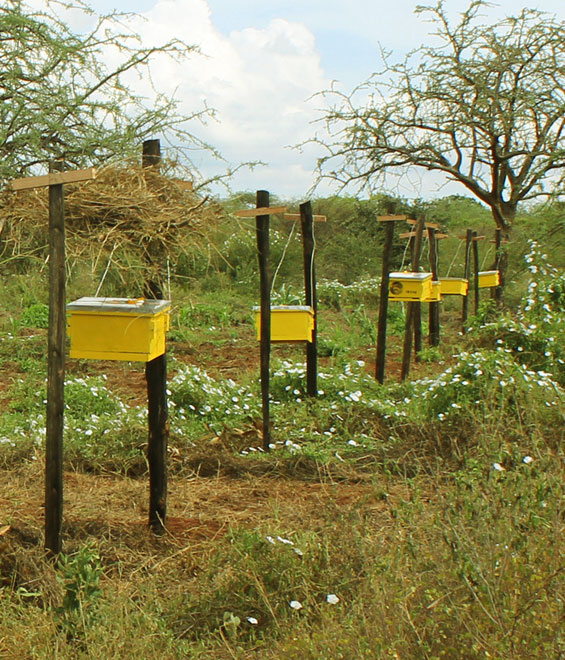 Langstroth Bee Hive - Image 2