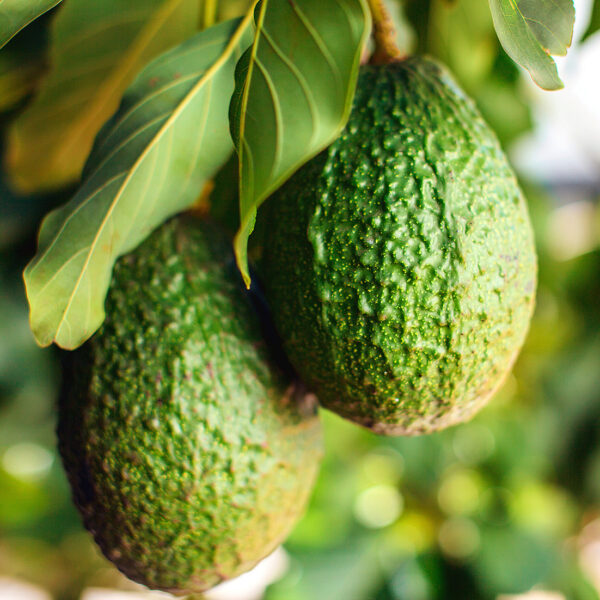 Grafted Hass Avacado Seedlings