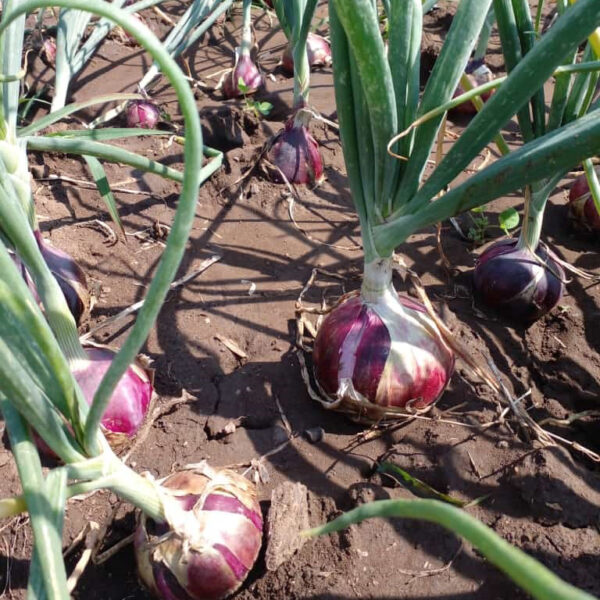 Ceylon Onion Seeds - Image 4