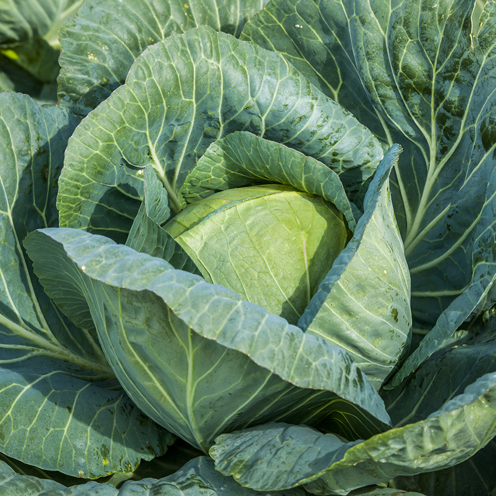 Grandslam F1 - Image 3