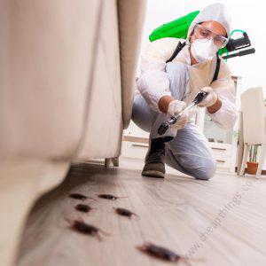 Mosquito Control - One Bedroom