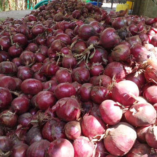 Ceylon Onion Seeds - Image 3