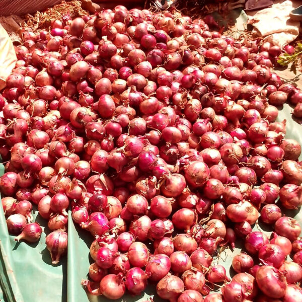 Ceylon Onion Seeds - Image 2