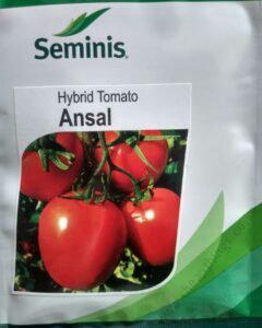 Ansal-F1-Hybrid-Tomato-Seminis-4-240x300