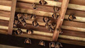 Bat-Fumigation-300x169