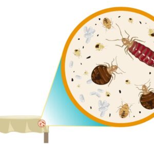 1 Room Bed Bug Control