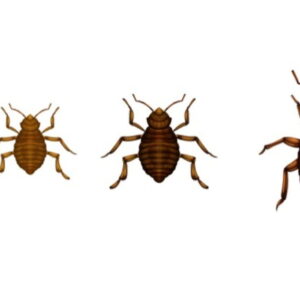 Schools (Sq.m) Bed Bug Control