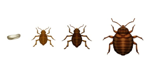 Schools (Sq.m) Bed Bug Control