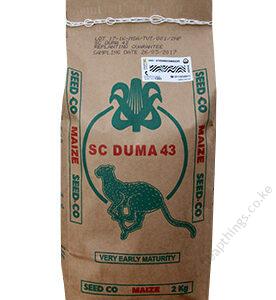 Sc Duma 43 Maize