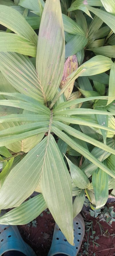 Palms Seedling Per Seedling