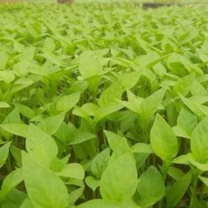 Ready Supper Bell F1 Capsicums (Hoho Ya Green)per seedling