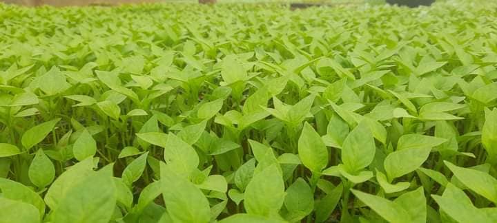 Ready Supper Bell F1 Capsicums (Hoho Ya Green)per seedling