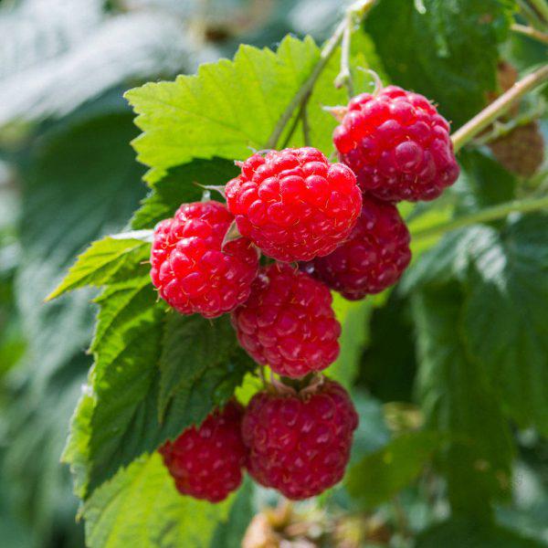 Berry-Raspberry Red Seedling Per Seedling