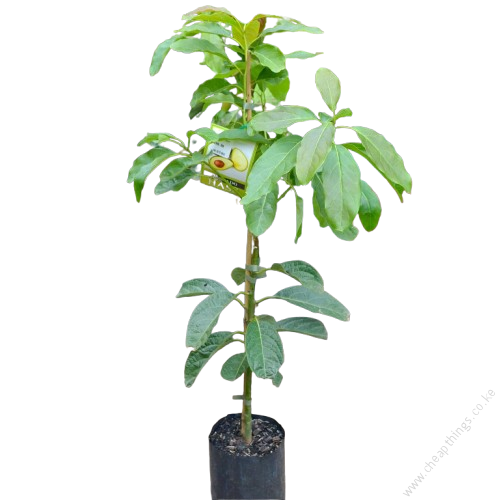 Avocado Hass Grafted Seedling Per Seedling