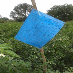 Data Trap Blue (Sticky Trap) pack of 25