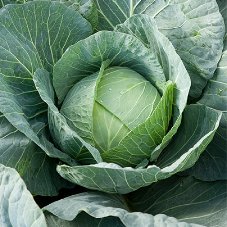 Cabbage TACOMA RZ F1 2500seeds