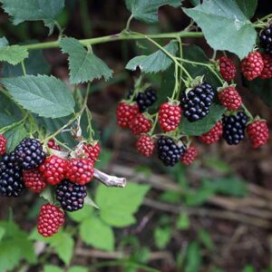 Berry-Black Berry Seedling Per Seedling