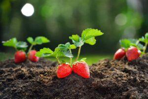 Berry-Strawberry-seedling-300x200