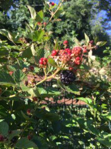 Berry-blackberries-semi-erectile-225x300