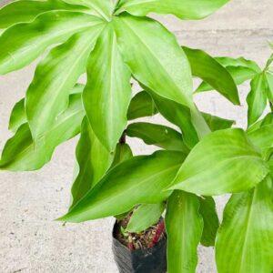 Insulin Plant Seedlings