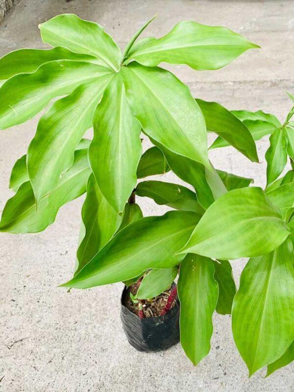 Insulin Plant Seedlings