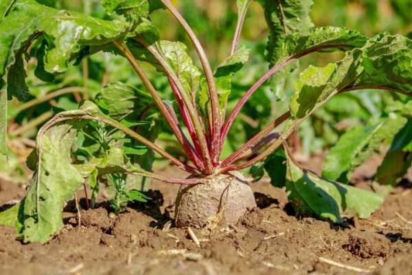 Beetroot Seedling Per Seedling