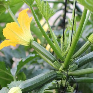 Courgette Seedling Per Seedling