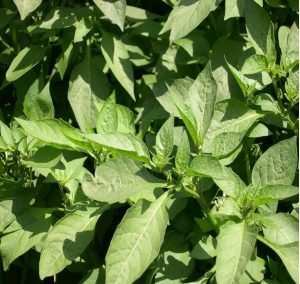 Managu/Suja(Blacknight Shade) Seedlings Per Seed