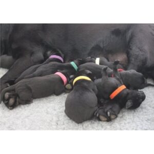 Puppy Identification Collars Large