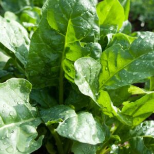 Spinach Seedling Per Seedling