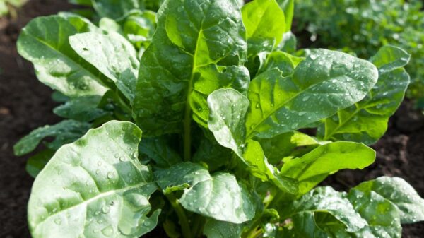 Spinach Seedling Per Seedling