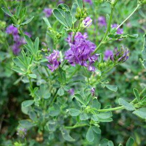 Lucerne Aurora (1kg)