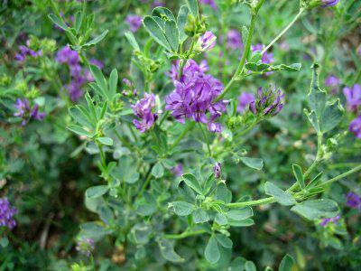 Lucerne Aurora (1kg)