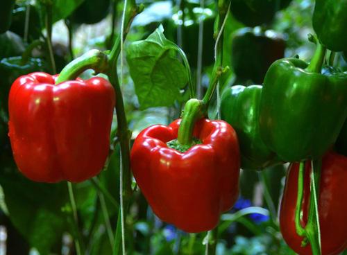 Capsicum Victory F1 (50g)
