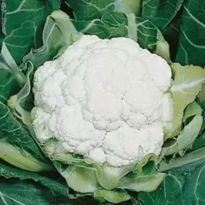 Early Snowball (10g)