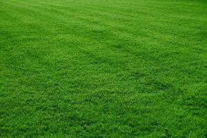 8jynmKikuyu-grass-1-4-300x200