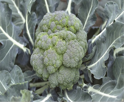 Brocolli Calabrese (500g)