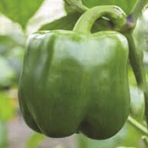 California Wonder (100g)