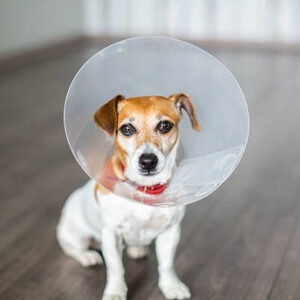 Elizabethan Collar Click 1pc