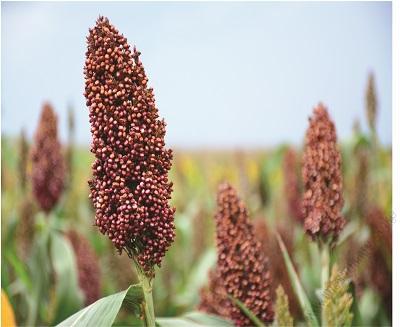 Seredo Sorghum (2Kg)