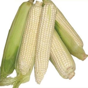 Ph1 (2kg)