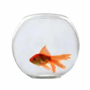 Chic Fish Bowl Yg-175 1pc