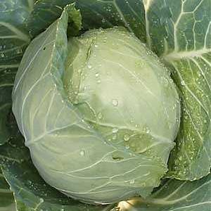 Copenhagen Market (50g)