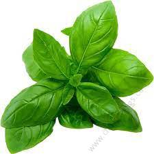 Herb Basil (10g)