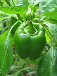 California Wonder (250g) - Image 3